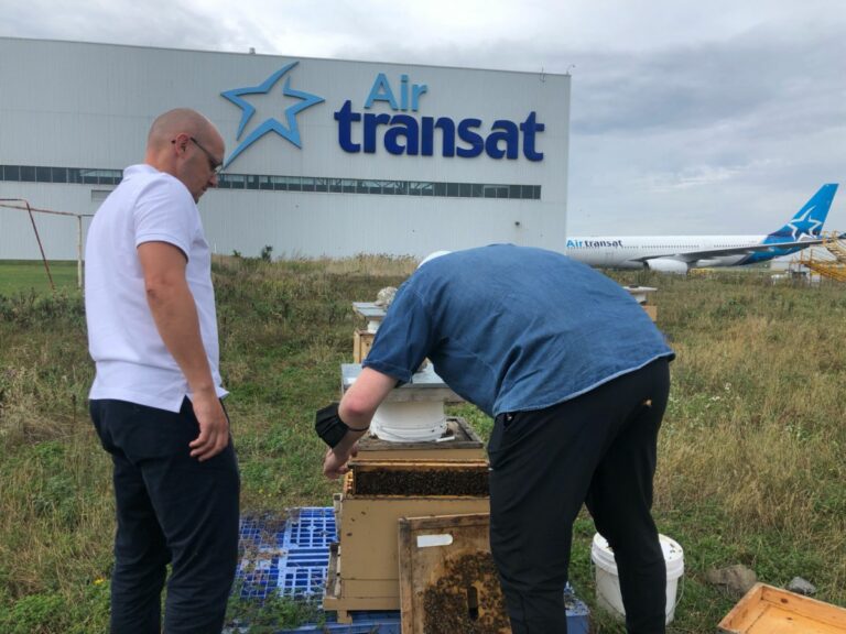 Ruches-Air-Transat-Apilab-Alveole-Canada