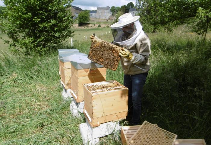 la cile - apilab- ruche - ecoimpact